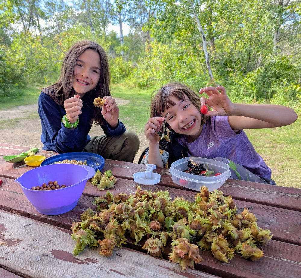 Two kids de-husking freshly picked Manitoba hazelnuts 
