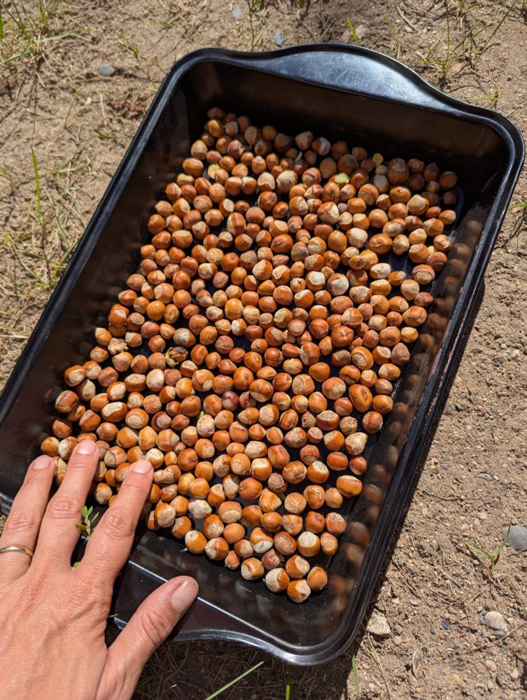 Hazelnuts in their very hard shells - will be toasted, cracked and shelled, toasted again and turned into hazelnut butter.
