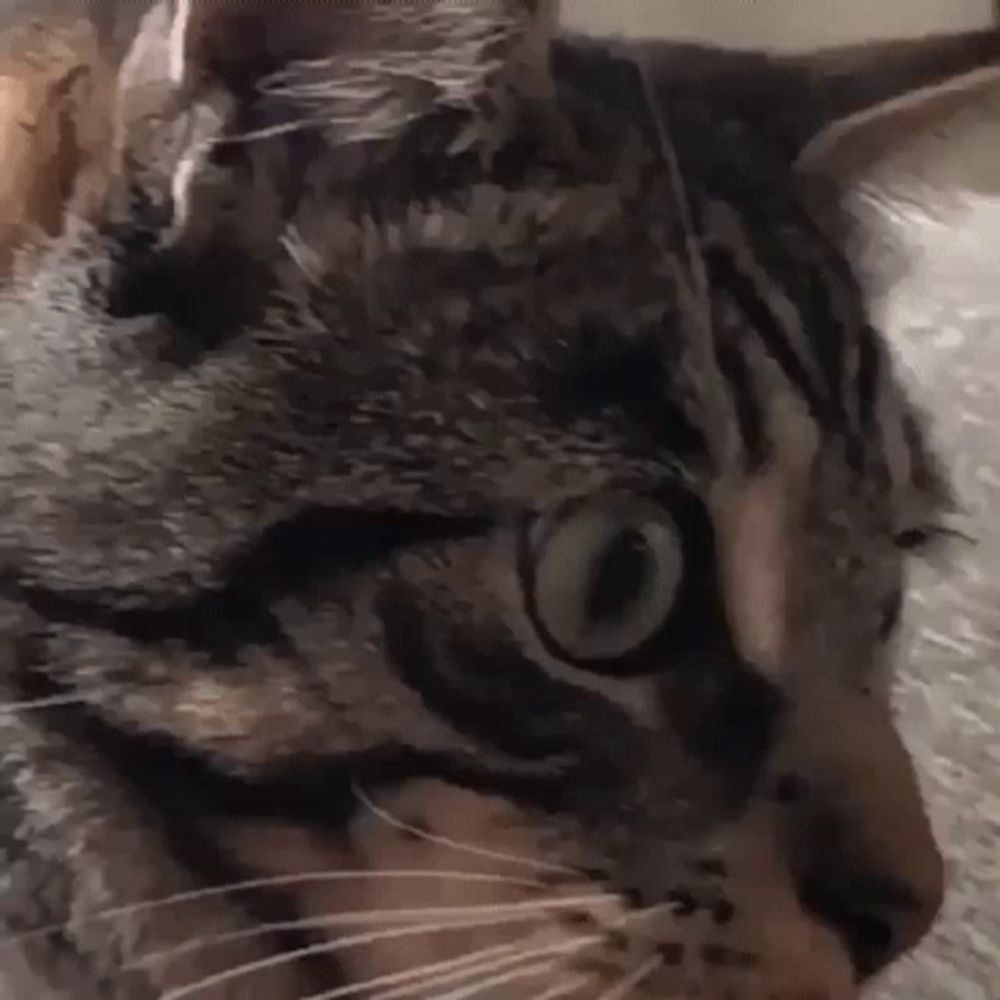 a close up of a cat 's face with a white whisker