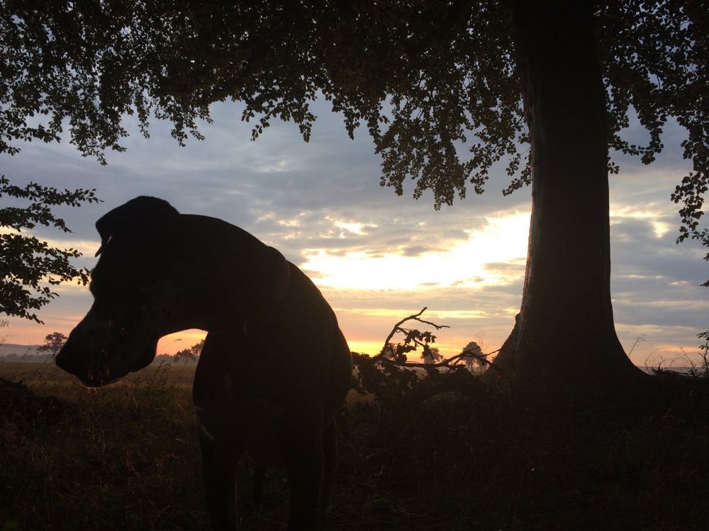 darkbrown, Deutsche Dogge im Profil, ein Schatten, sanft gebogen unter einem Baum mit Blick in den schimmernden Sonnenuntergang