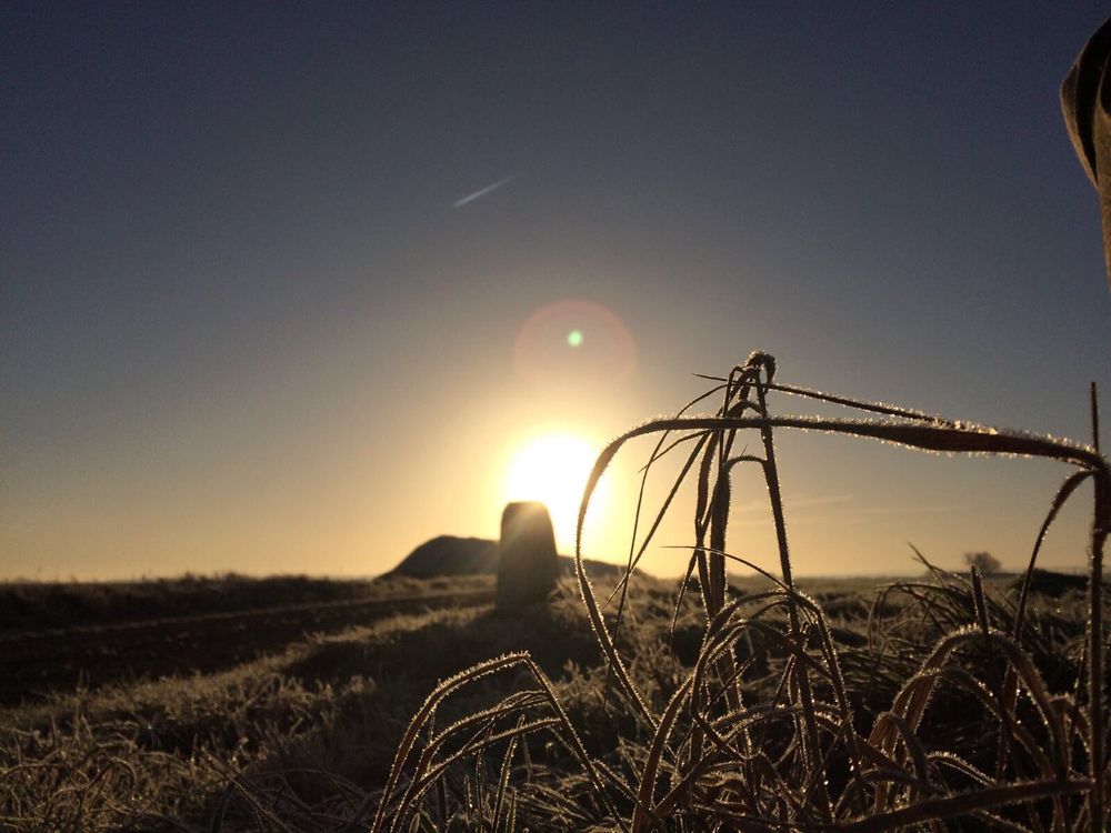 Darkbrown, sonnenwarm am Wegesrand, Halme im Gegenlicht