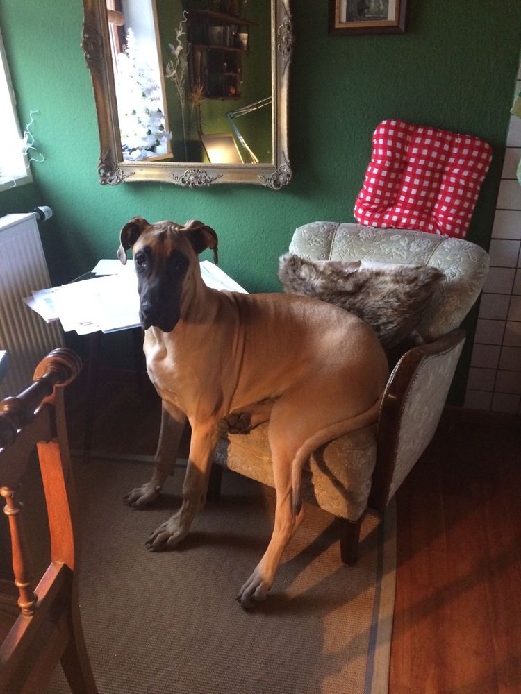 Dogge halbstark, mit dem Hintern, auf demselben Sessel