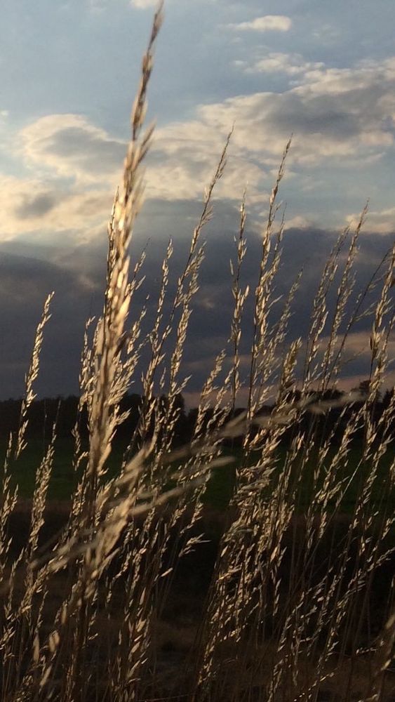 Wildgras, silbrig im spät Sonnenlicht