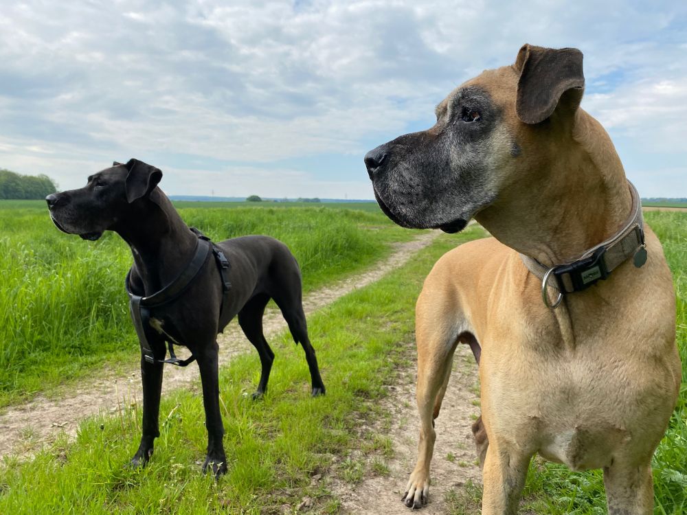 Zwei, deutsche Doggen, blicken mit allen Sinnen auf denselben Punkt, bereit zu laufen, sollte sich jemand, in der Wiese erheben.. sie sind Eins, in so einem Moment.
