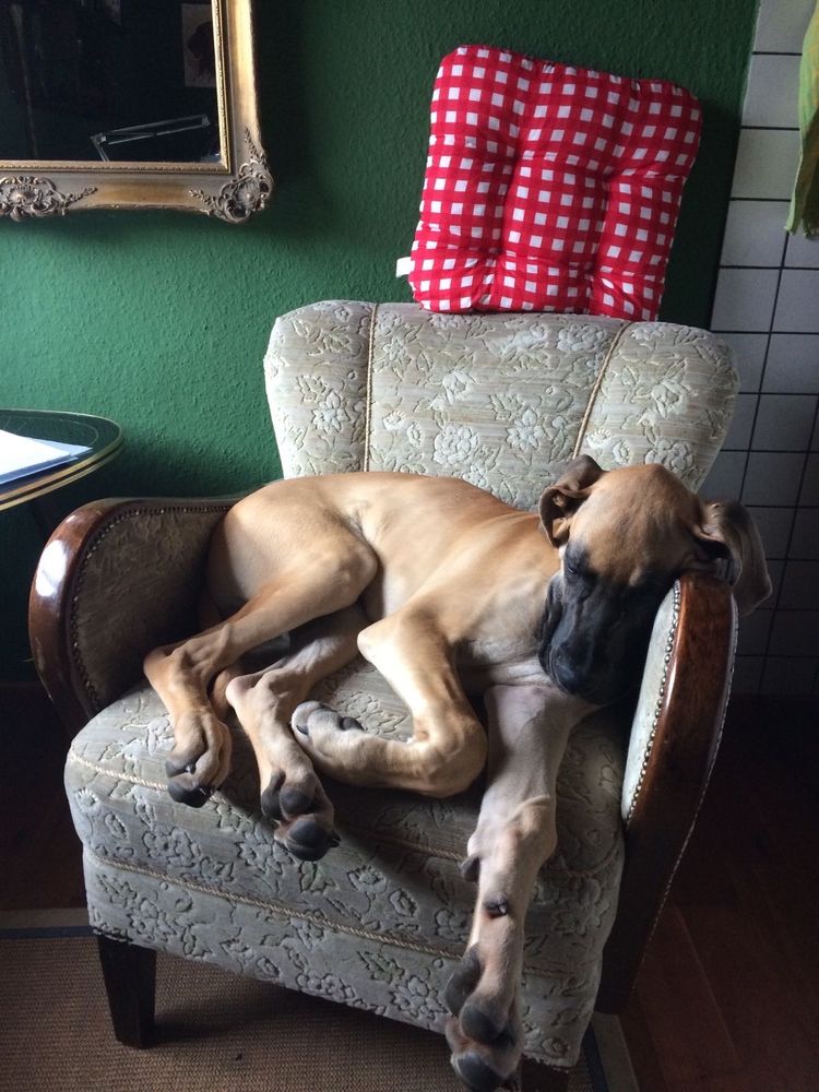 Doggenbaby, schlafend, im liebsten Sessel