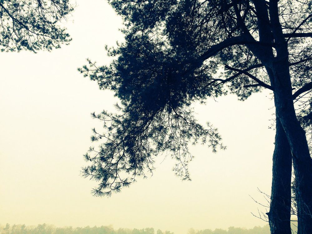 Kiefer, federleicht, im Gegenlicht, sanftweich