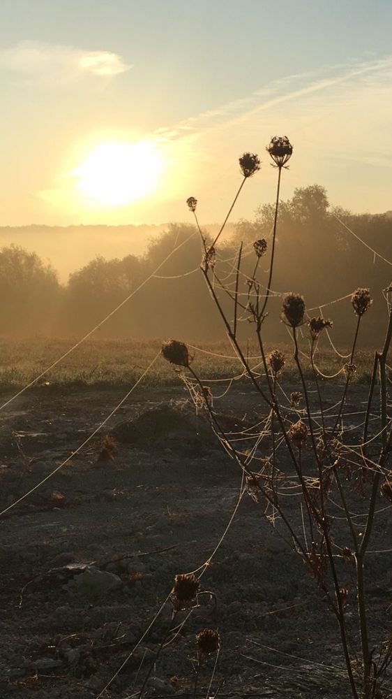 Sepia, warm, Spinnenfäden im Gegenlicht an herbstlich getrockneter Schafgabe ~ Altweibersommer, Sinnbild