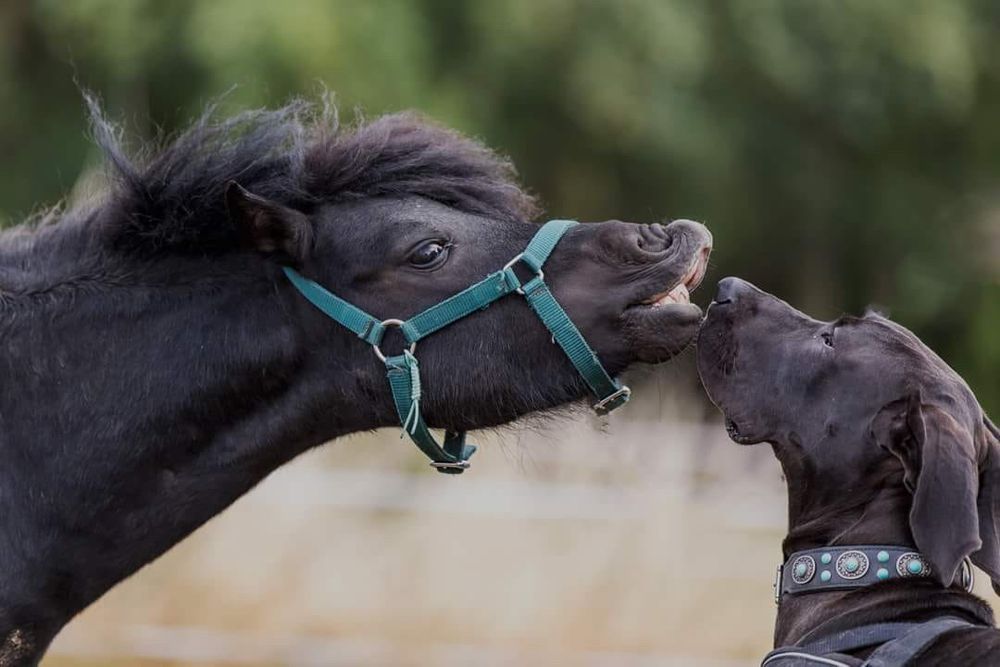 Verliebt, der Minipferd Hengst trifft auf Deutsche Doggenhündin, ebenfalls schwarz, und schürzt entzückt die Oberlippe. 
Sie, die Löwenherzin weicht keinen cm zurück, verharrt überrascht wie ich, hinter der Camera