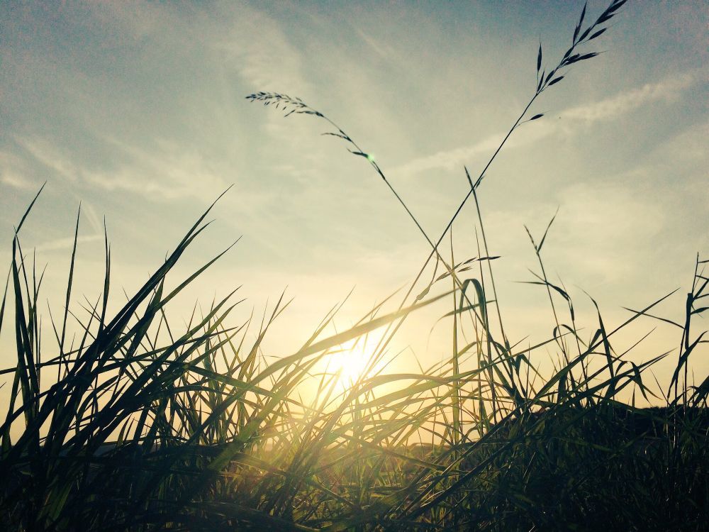 verwehtes Gras im Gegenlicht