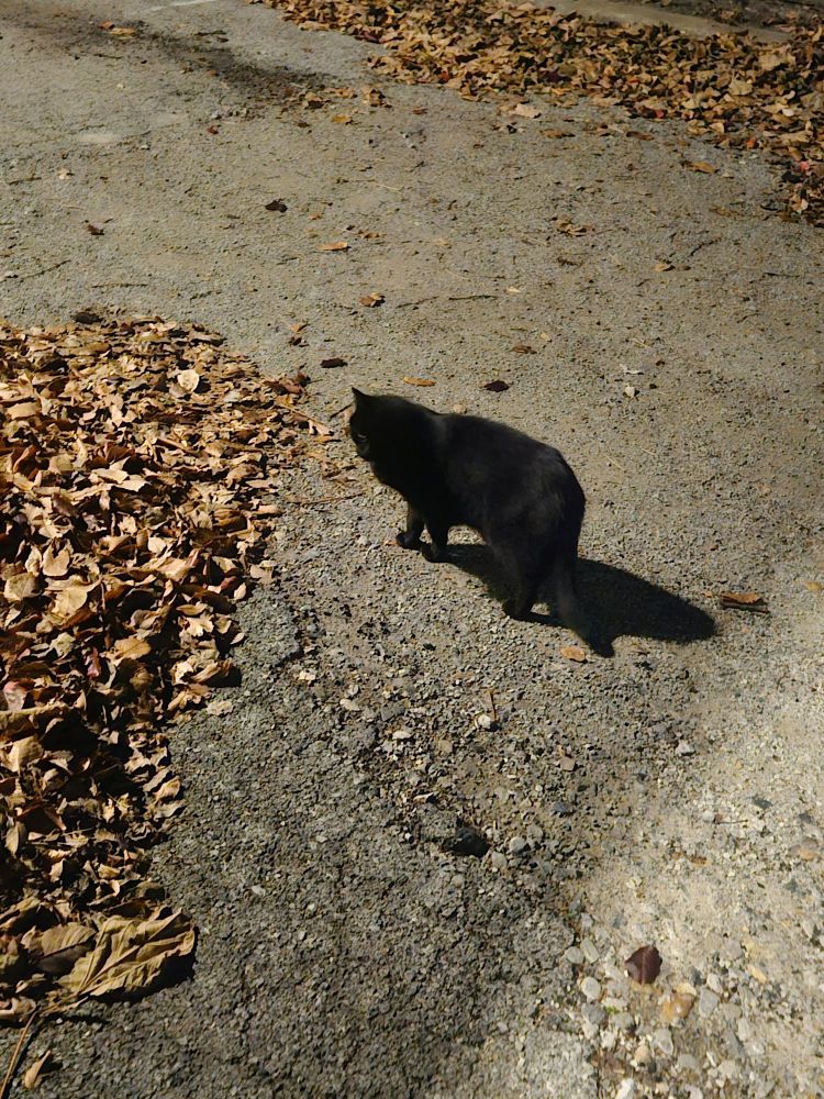 A hefty black cat in my apartment parking lot.