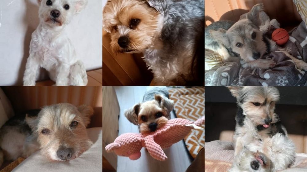 Dita, Lady Gypsy, Whisper.