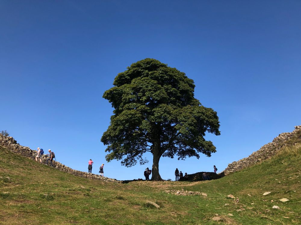 Large old tree against blue sky with people standing around