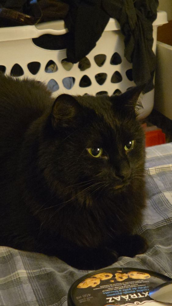 Cilian loafing high on catnip