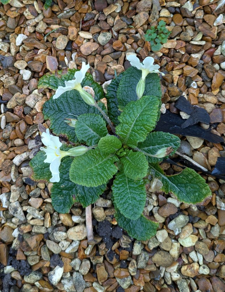 Primrose flowers amongst small stones 