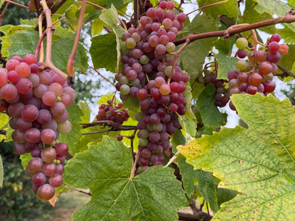 Canadice grapes on the vine.