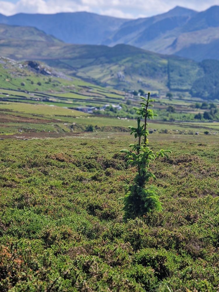 A single young fir tree stands above the thicket of gorse. Fields and mountains are the landscape behind it. It is sunny.