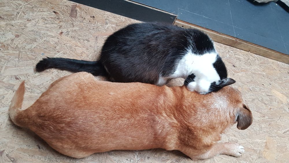 A cat snuggles a dog who is nuzzling back. We are viewing from behind. The dog is medium sandy brown Corgi, Terrier cross. The cat is a large black and white. 