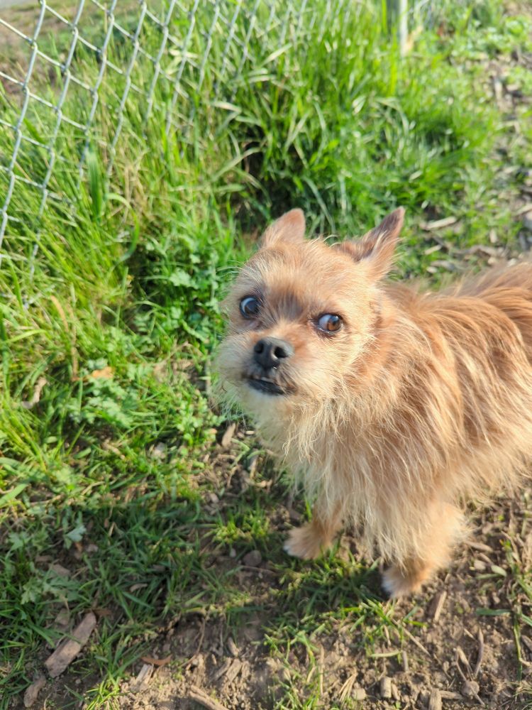 A wide-eyed dog who appears to be expressing emotions of shock and worry