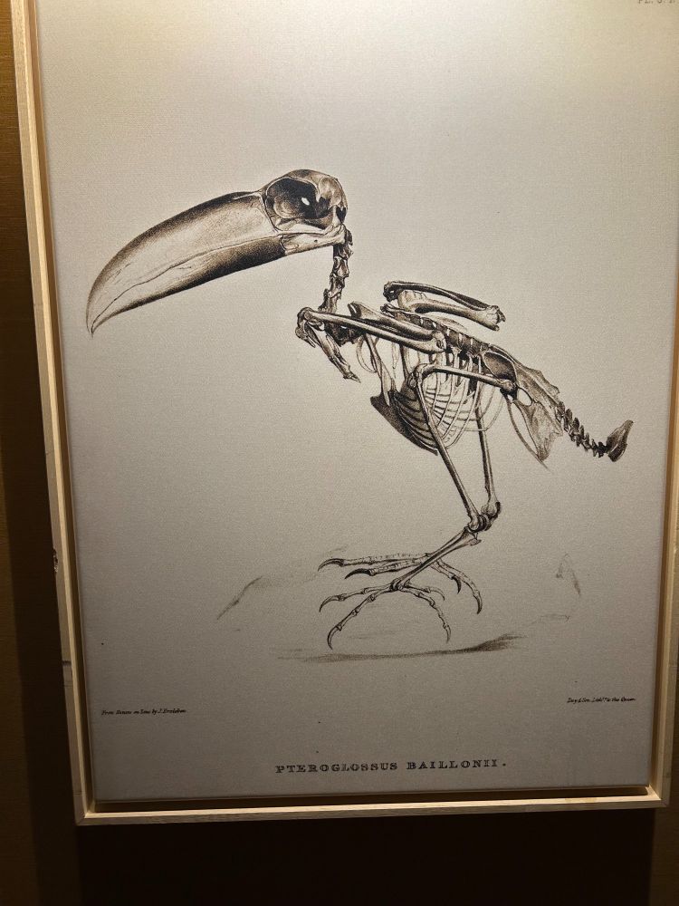 bird skeleton wall art from the creepy hotel corridor where our room was, which honestly is pretty cool and i would hang in my apartment. but in a hotel??