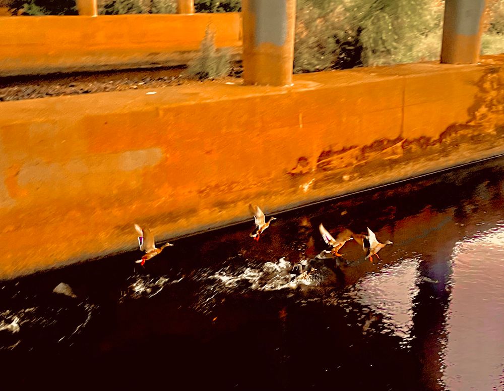 Some ducks hanging out under a bridge..