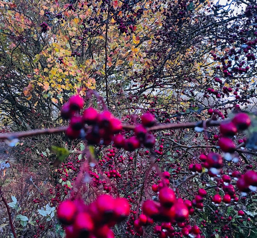 𝙷𝚊𝚠𝚝𝚑𝚘𝚛𝚗 𝚋𝚎𝚛𝚛𝚒𝚎𝚜..