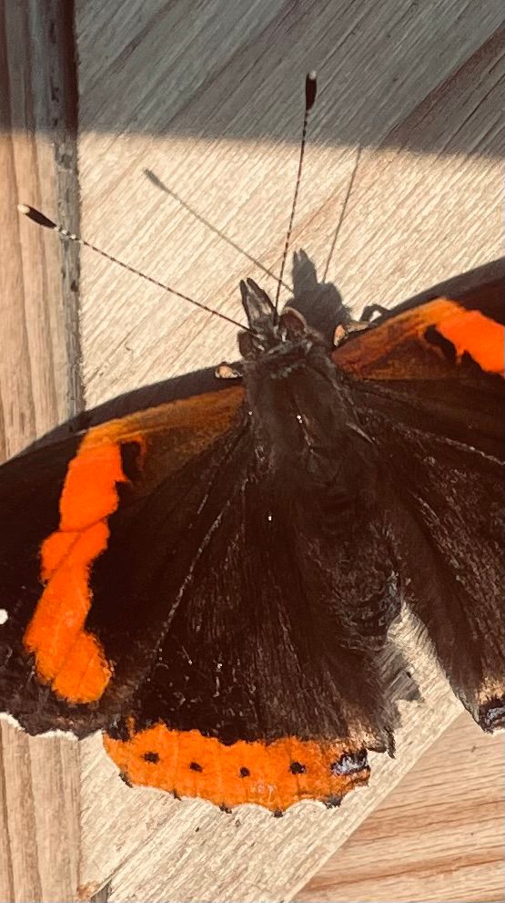 A suede winged beauty, resting & brightening a shed door..