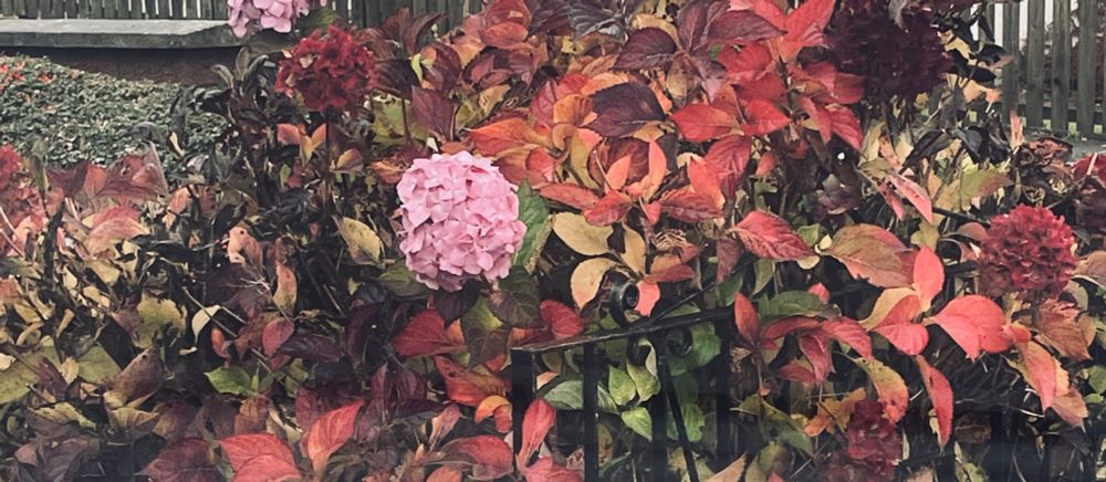 𝙷𝚢𝚍𝚛𝚊𝚗𝚐𝚎𝚊 𝚏𝚛𝚘𝚖 𝚝𝚑𝚎 𝚐𝚊𝚛𝚍𝚎𝚗..