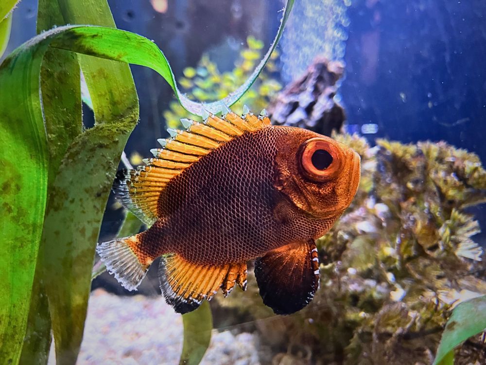 A fish swimming in a tank