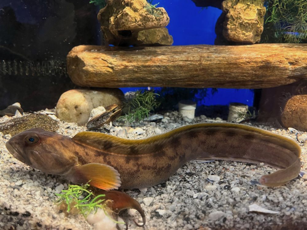 A fish in an aquarium.
