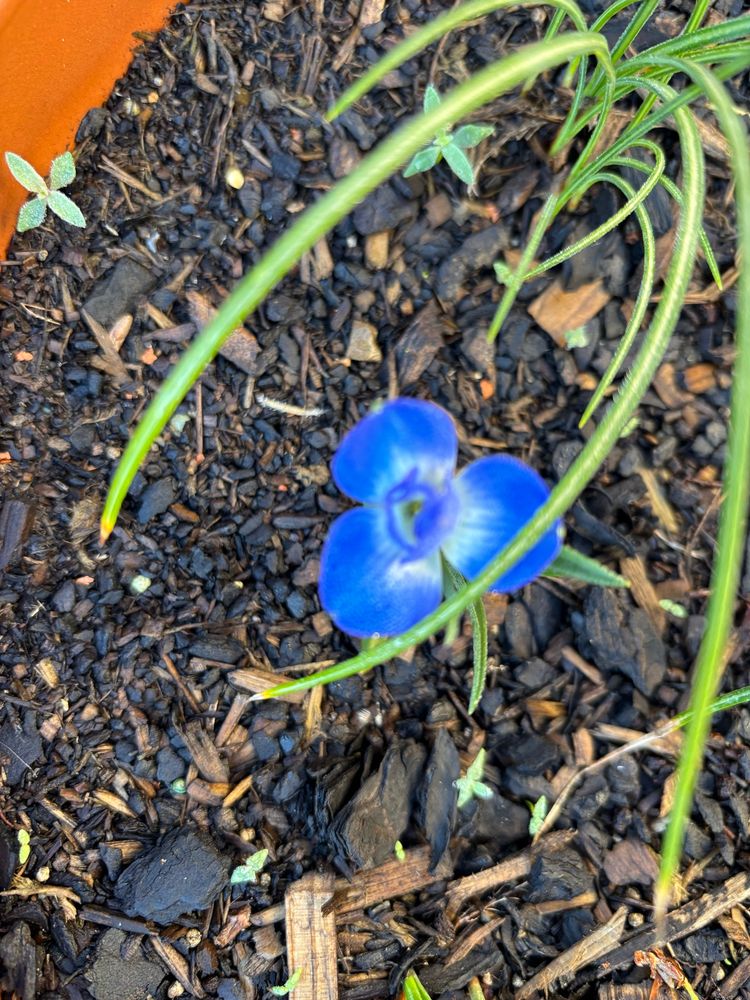 A bright blue, with streaks of white at the centre tiny flower of a Tecophilaea Cyanocrocus is beginning to open against the brown of a potting mix with the leaves of other bulbs surrounding it 