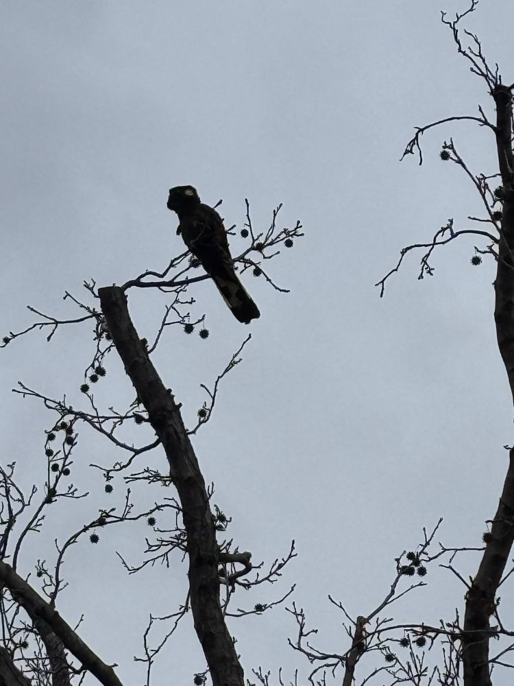 A Yellow Tailed Black Cockatoo is silhouetted against a steely grey sky sitting in a a bare Liquid Amber tree