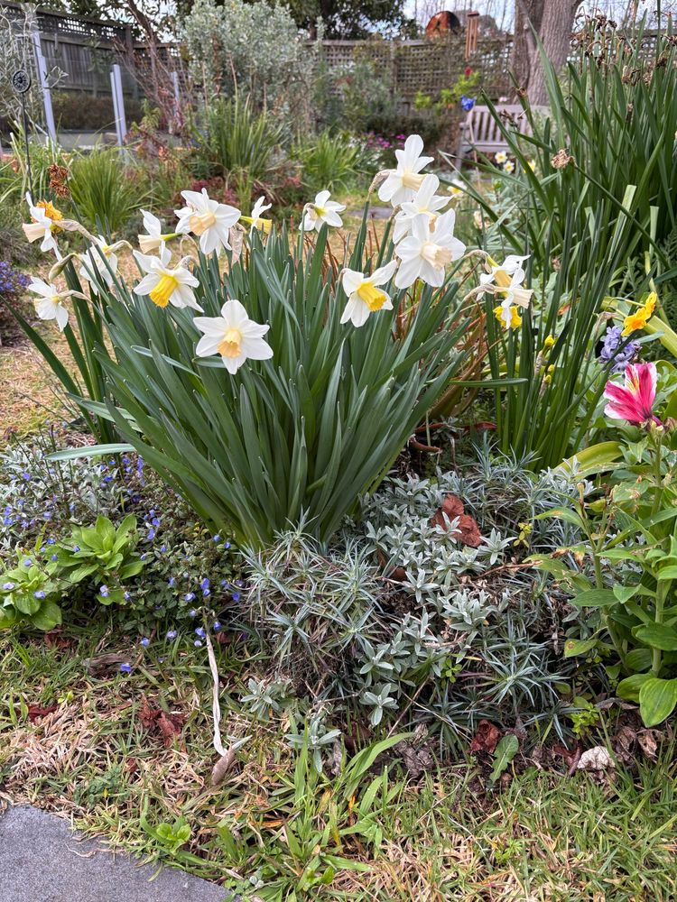 A bunch of Tiddlywinks daffodils a flowering amongst Veronica ’Georgia Blue’, Snow in Summer and Alstroemeria spreading happily in the garden 