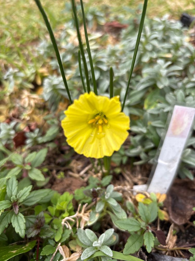 Narcissus ‘Ben Bier’ - a pale yellow hoop petticoat daffodil with large yellow stamens surrounded by the leaves of Veronica ‘Georgia Blue’ and Cerastium Tomentosum com Snow in Summer 