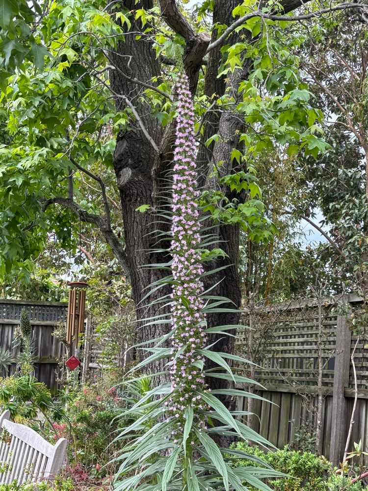 The pink flower spire of an Echium Wildprettii of about 6 feet which was grown from seed last year. It will die after flowering but hopefully we will get some more seeds to plant and start the whole process again 