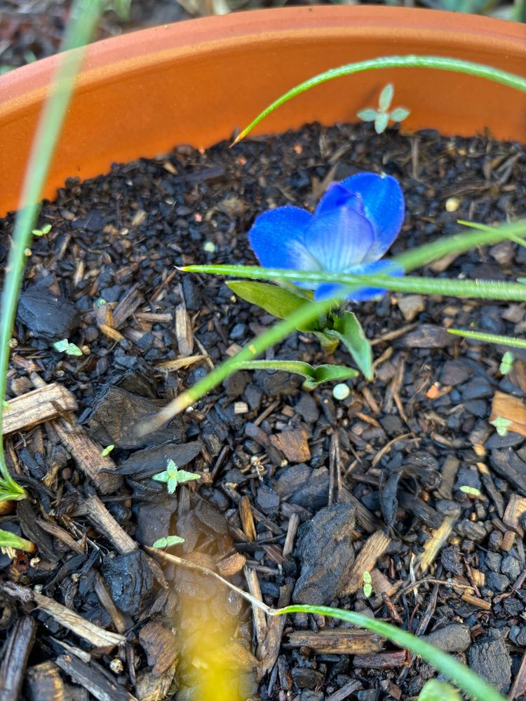 A side view of the Tecophilaea Cyanocrocus showing that it hasn’t fully opened for the day