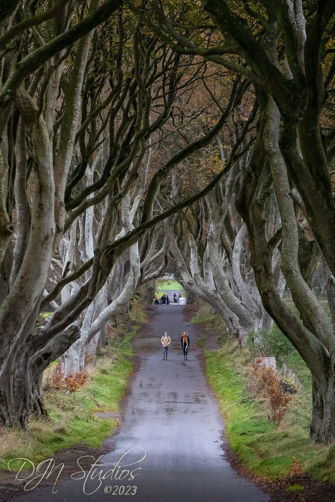 The gangly sprawling beech tree branches that form the Dark Hedges of Bregagh Road in Country Antrim in Northern Ireland make for an eerie yet pleasant place for a stroll. Two figures walk, isolated from the world around them. They stroll through the eerie dark trees that form a tunnel of twisted branches. Some of the branches are dark and bare. Others have foliage that still contain fall colors. 