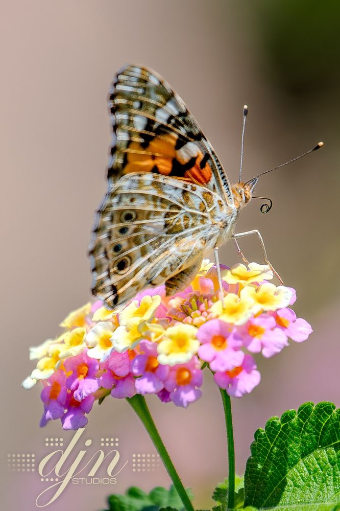 A Boloria dia butterfly sits on the flowers of a lantana plant, sipping nectar and fluttering it's wings. The butterfly has wings that look like the frames of a stained glass window, where the glass areas are opaque and filled with whites, tans, and browns. There is a row of false eyes on the edge of the wings and a splash of orange. The lantana has alternating pink and yellow flowers. 