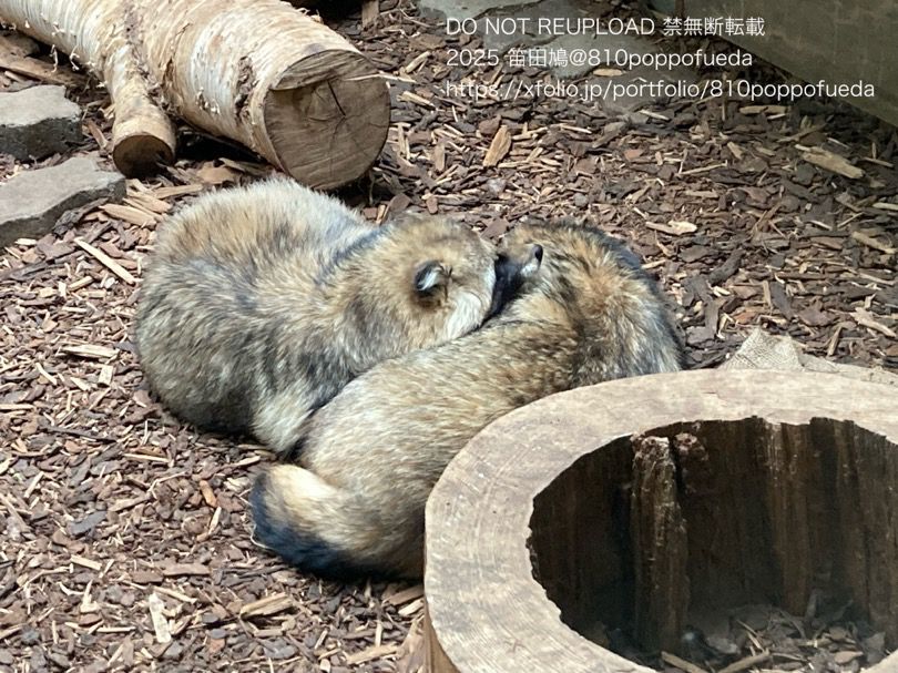 円山動物園にいるエゾタヌキのリクとユキです。
2匹がくっついています。ユキはすやすや寝ています。リクはこのあとすぐ寝そうです。