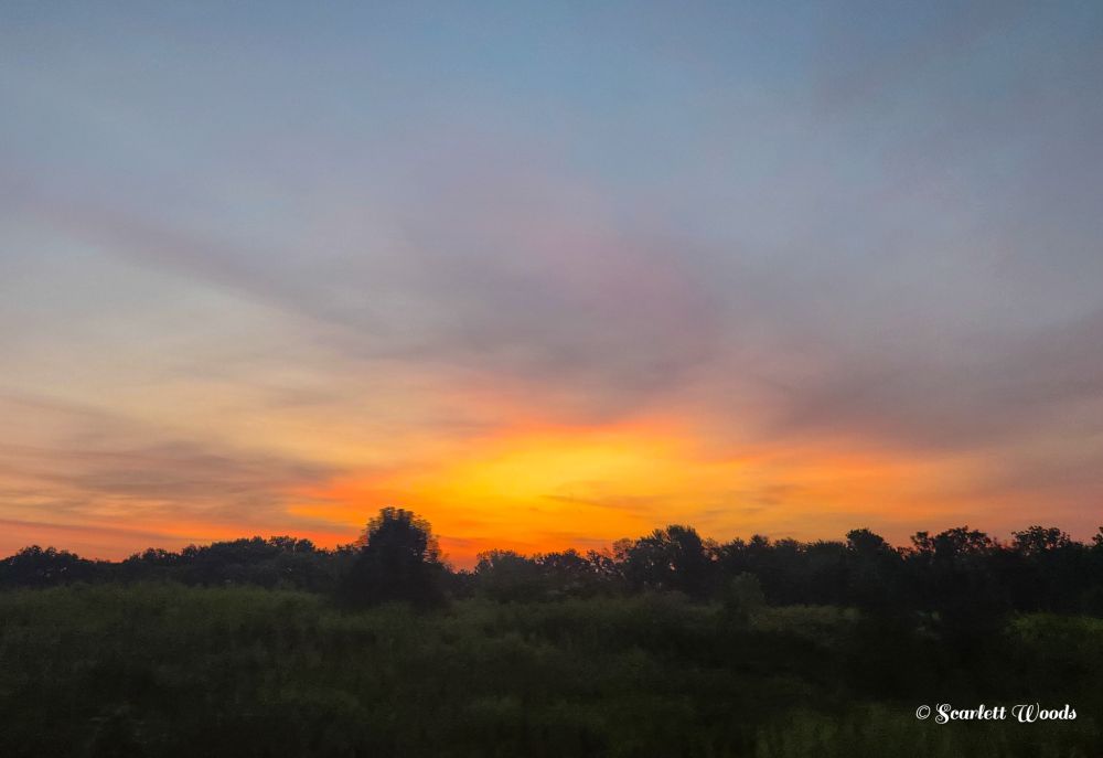 A golden sunrise over the trees with soft pinks and blues in the sky above.