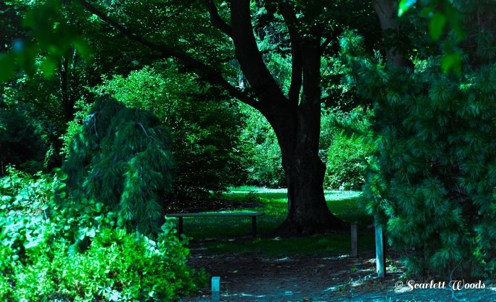  A path leading to a bench shaded under a tree with evergreens in the foreground and brighter green foliage in the background. 