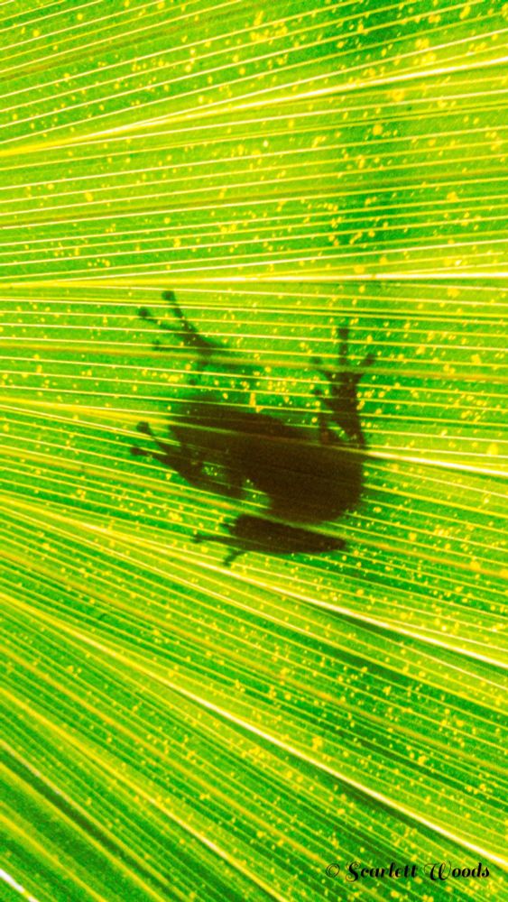 A tree frogs shadow form viewed through a bright green leaf.