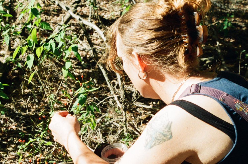 A photo of me picking chile pequins from a wild bush. The camera views me from over my left shoulder. You can see a clip on my hair on the back of my head, my crescent moon hoop earrings, and a silver necklace that I'm wearing. I pick the chile pequins with my left hand while my right hand holds a jar open to place the picked chiles. I look away from the camera, focused on my task.