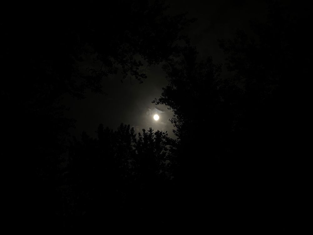A picture of the Harvest Moon as viewed through the tree canopy and a thin layer of clouds.