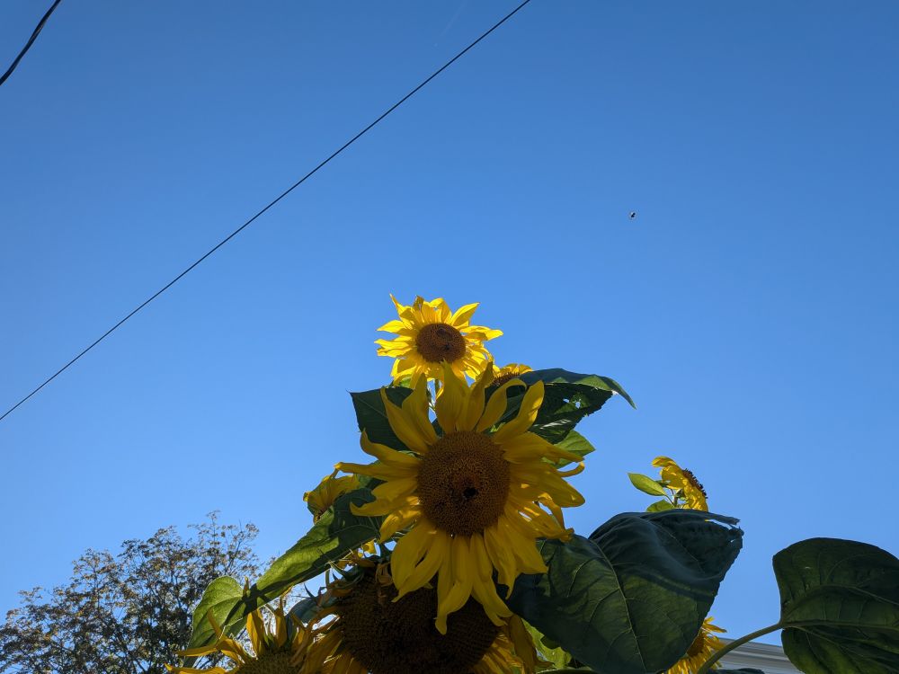 Two sunflowers against a bright blue sky. One has the sun shining on it from behind, so it looks somewhat radiant.
