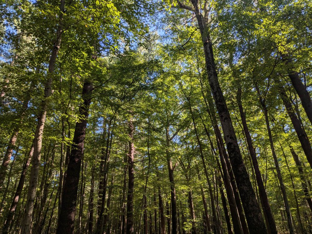 Sunlight shining through a forest of decently tall trees, with pretty much no undergrowth.