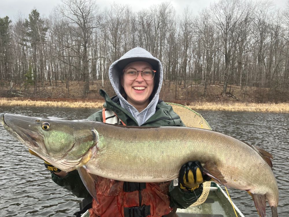 45.7” musky caught in a fyke net