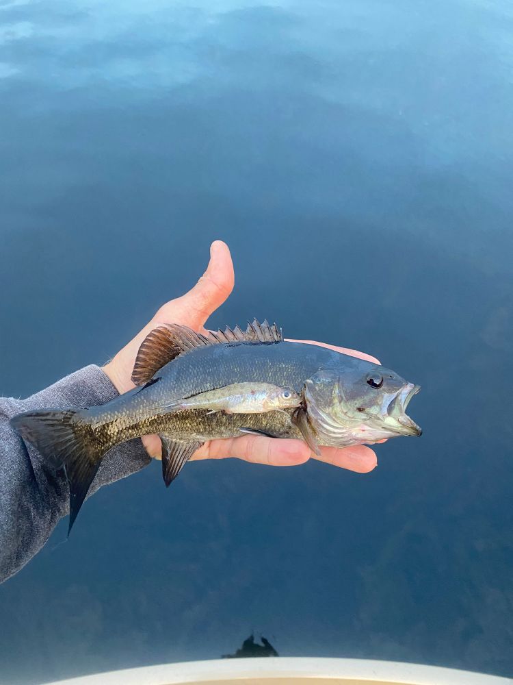 A smallmouth bass with a trout perch that it had eaten and puked up.