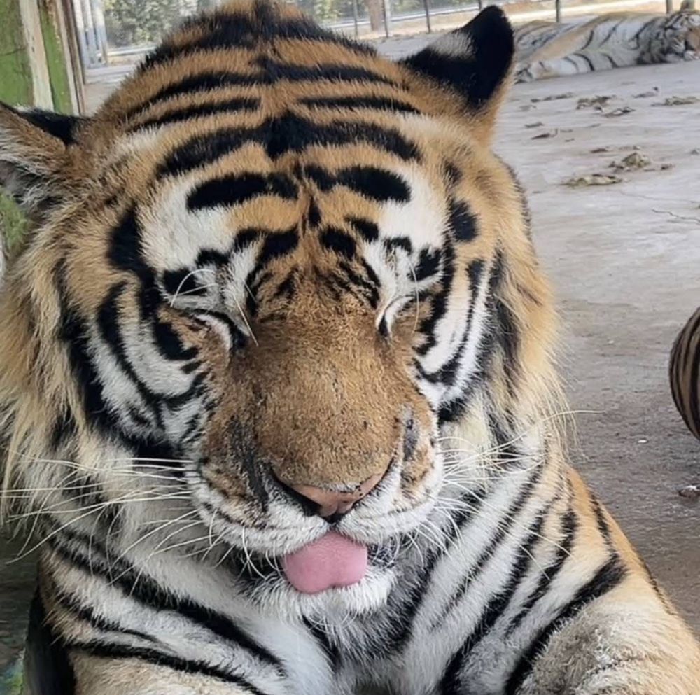 Friend shaped tiger go blep!