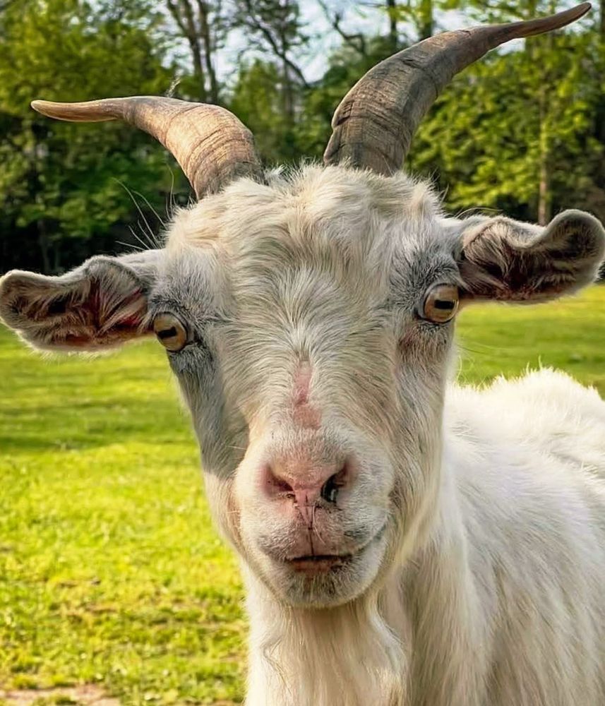 Glorious goat stares at you. Look into its eyes. LOOK INTO ITS EYES!