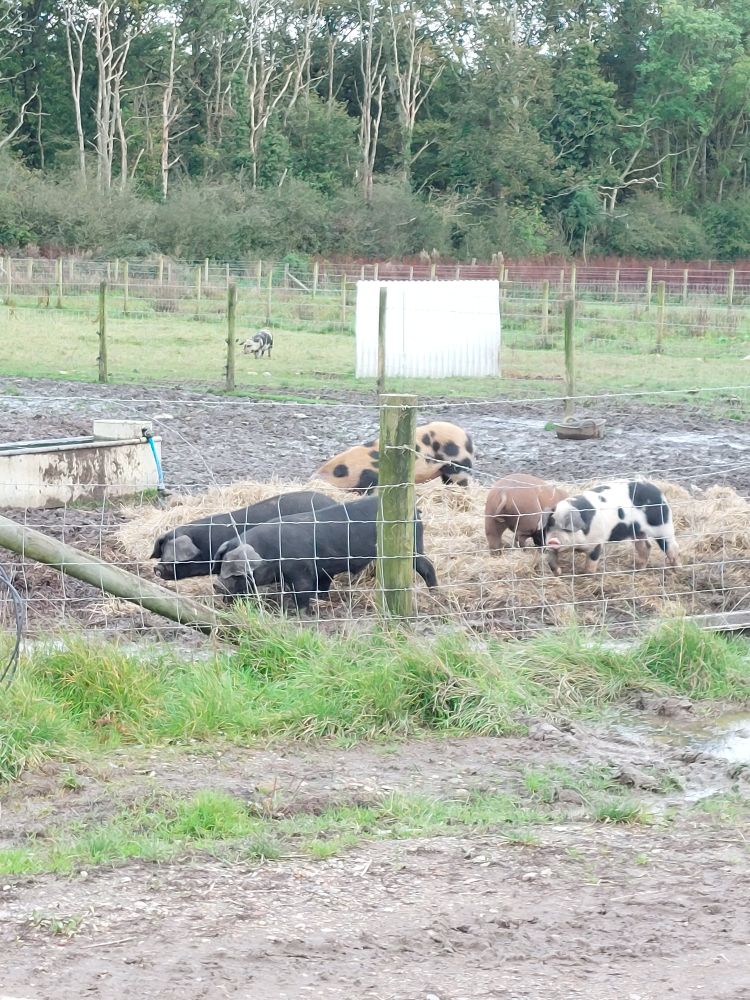Piglets rooting through straw in a big muddy pen. Two black, 2 ginger, 2 white and pink with black spots